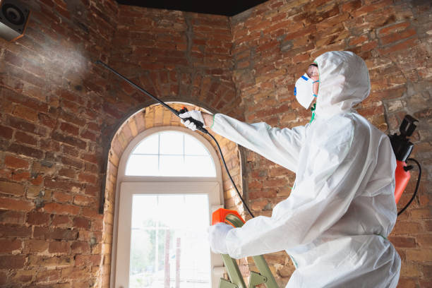 Best Mold Damage Restoration  in East Merrimack, NH